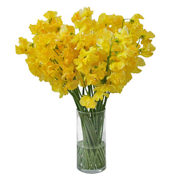 Golden Yellow Enhanced Designer Japanese Sweet Peas