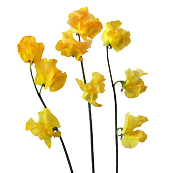 Golden Yellow Enhanced Designer Japanese Sweet Peas