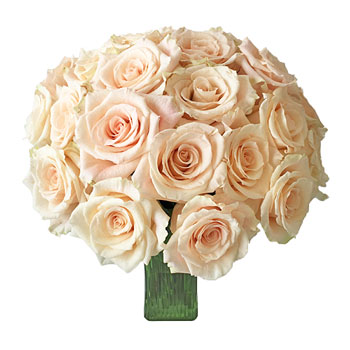 Peaches and Cream Rose
