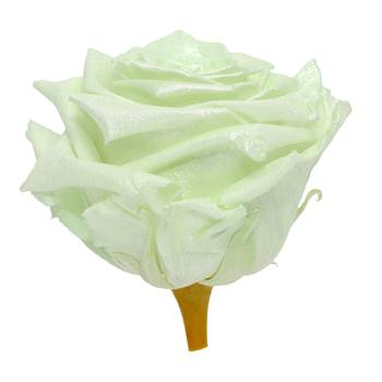 Preserved Pearl Touch Baby Green Rose