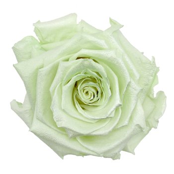Preserved Pearl Touch Baby Green Rose