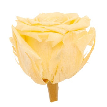 Preserved Pearl Touch Champagne Rose