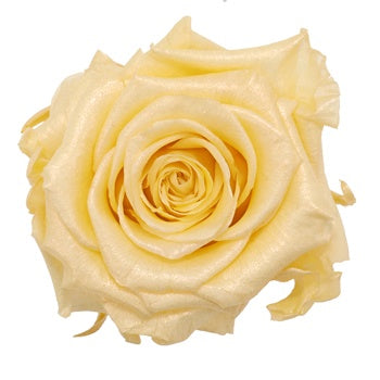 Preserved Pearl Touch Gold Rose