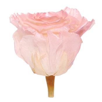 Preserved Pearl Touch Coral Rose
