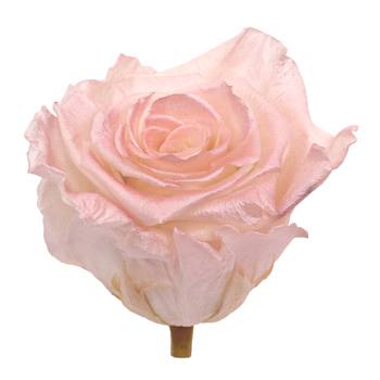 Preserved Pearl Touch Coral Rose