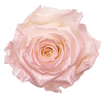 Preserved Pearl Touch Coral Rose