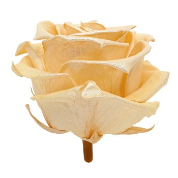 Preserved Pearl Touch Gold Rose