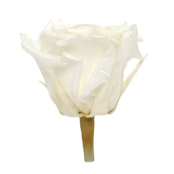 Preserved Pearl Touch Pure White Rose