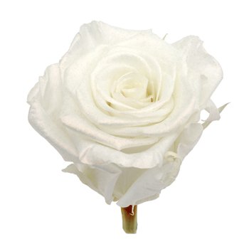 Preserved Pearl Touch Pure White Rose