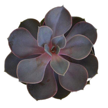 Pretty Succulent Flower