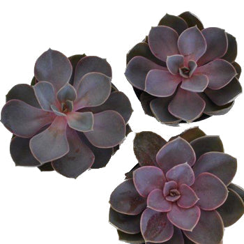 Pretty Succulent Flower