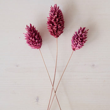 Dried Antique Raspberry Canary Grass