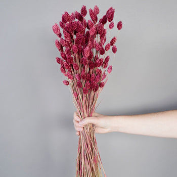 Dried Antique Raspberry Canary Grass