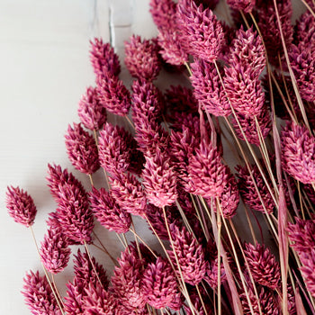 Dried Antique Raspberry Canary Grass