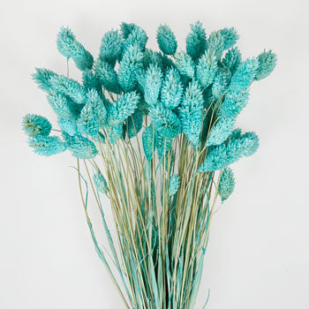 Light Blue Dried Canary Grass