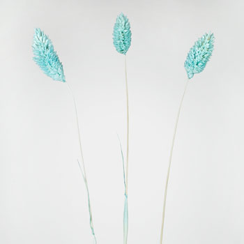 Light Blue Dried Canary Grass