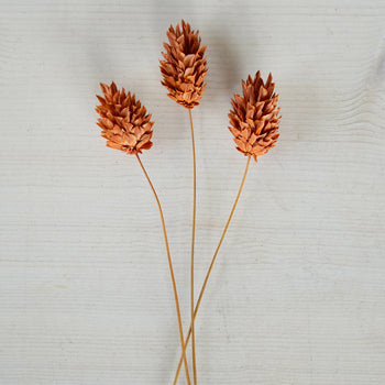 Dried Dark Amber Canary Grass