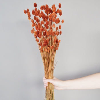 Dried Dark Amber Canary Grass