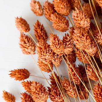 Dried Dark Amber Canary Grass