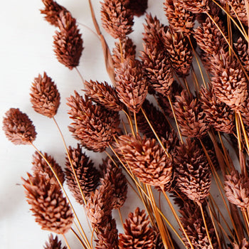 Dried Chocolate Truffle Canary Grass