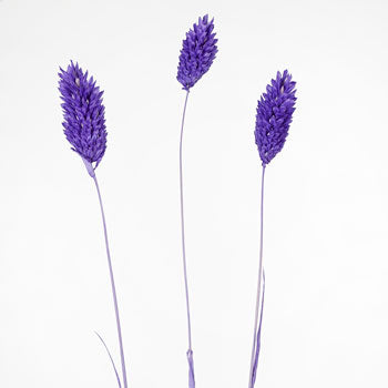 Violet Dried Canary Grass