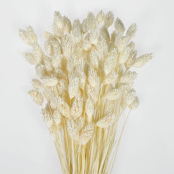 White Dried Canary Grass