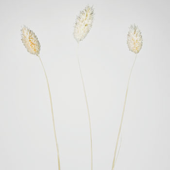 Dried White Canary Grass