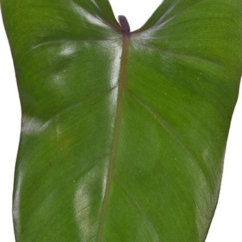 Phiesmeralda Tropical Greens