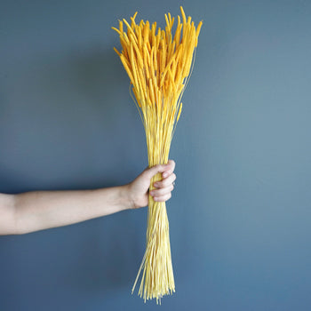 Light Blue Dried Timothy Grass