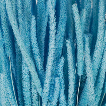 Light Blue Dried Timothy Grass