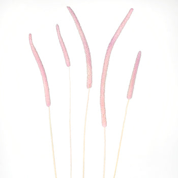Blush Dried Timothy Grass