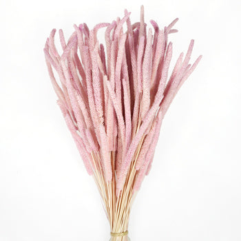 Blush Dried Timothy Grass
