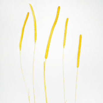Mustard Yellow Dried Timothy Grass