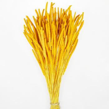 Mustard Yellow Dried Timothy Grass
