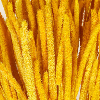 Mustard Yellow Dried Timothy Grass
