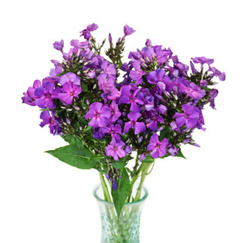 Hypnotic Purple Phlox Flower
