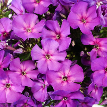 Hypnotic Purple Phlox Flower