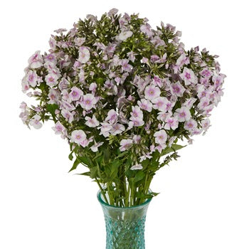 First Kiss Phlox