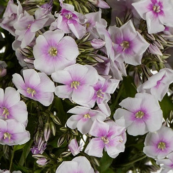 First Kiss Phlox