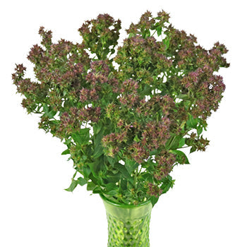 Soft Plum Texture Phlox Flower