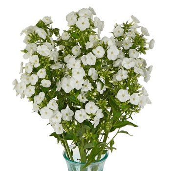 Phlox White Flower