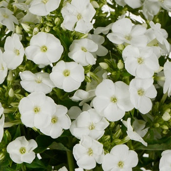 Phlox White Flower