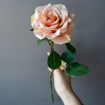 Ruffled Peach Rose