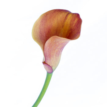 Hot Shot Orange Calla Lily Flower