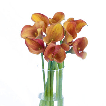 Hot Shot Orange Calla Lily Flower