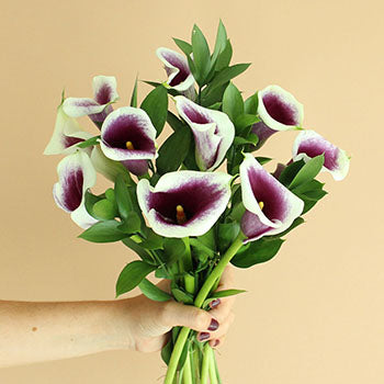 Picasso Mini Callas Centerpieces