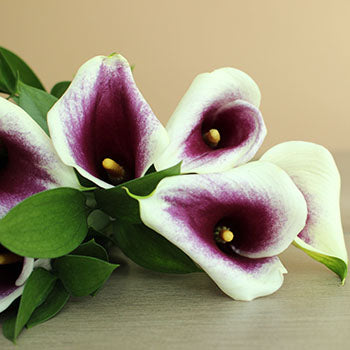 Save the Calla Lily Growers