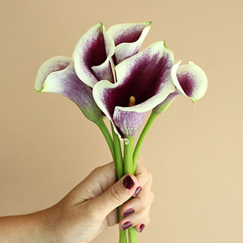 Cream Purple Mini Calla Lily