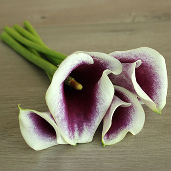 Cream Purple Mini Calla Lily