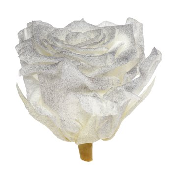 Preserved Pichincha Silver Mist Rose